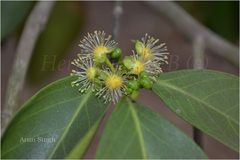 Suregada multiflora